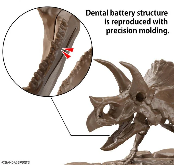 Imaginary Skeleton Triceratops 1/32 Scale Model Kit - Image 6