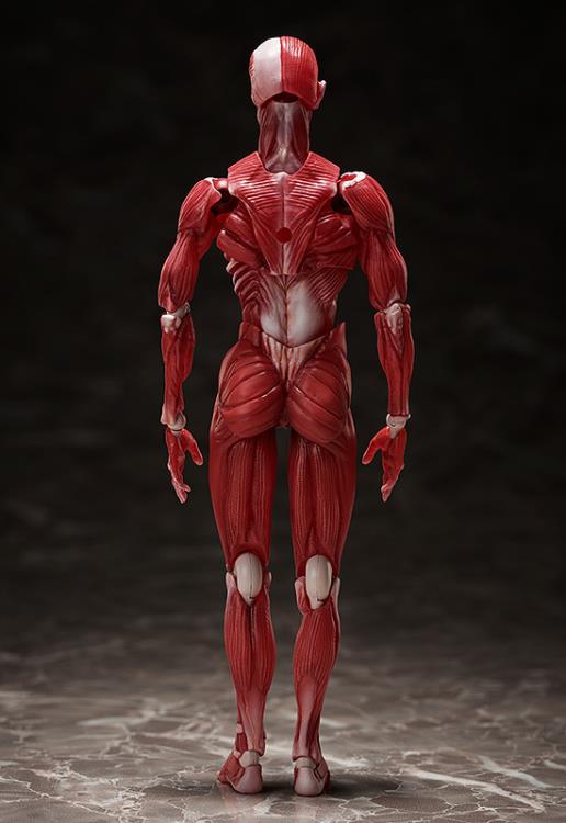 SP-142 - Human Anatomical Model - Image 3