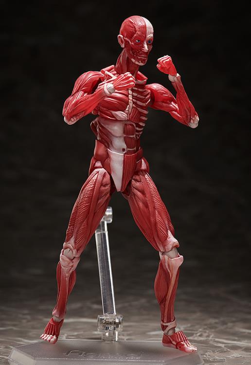 SP-142 - Human Anatomical Model - Image 5