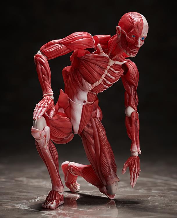 SP-142 - Human Anatomical Model - Image 6