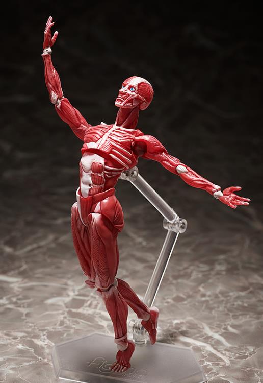 SP-142 - Human Anatomical Model - Image 7